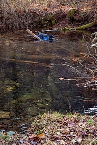 Photographer taking underwater pictures of brook trout in Seneca Creek-1
