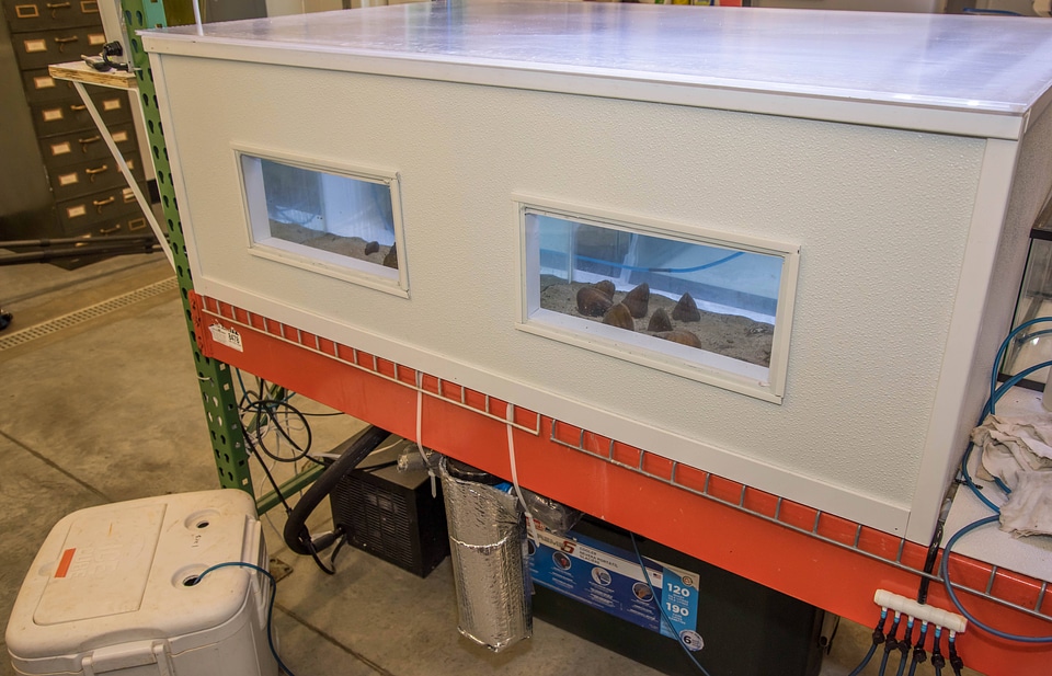Adult mussel holding tank