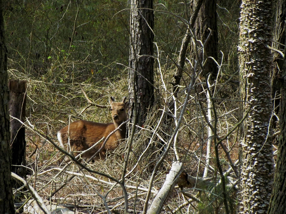 Sika elk hidden along the Service Road