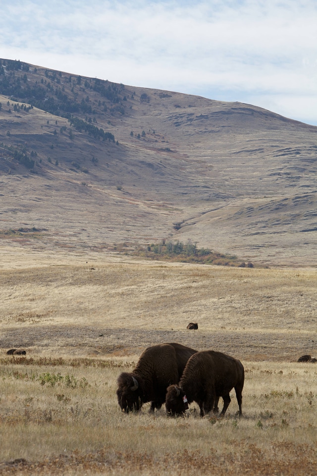 Bison pair