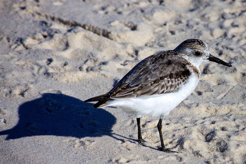 Sanderling on the beach
