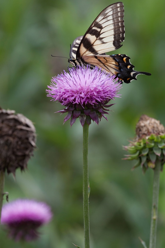 Eastern Tiger Swallowtail photo