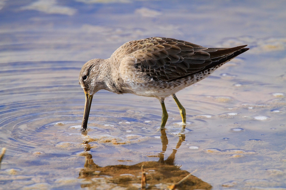 Long-billed Dowitcher-1