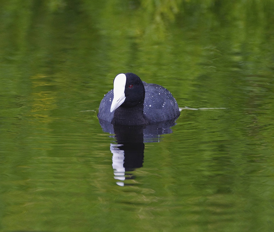 ‘Alae ke‘oke‘o (Hawaiian coot)