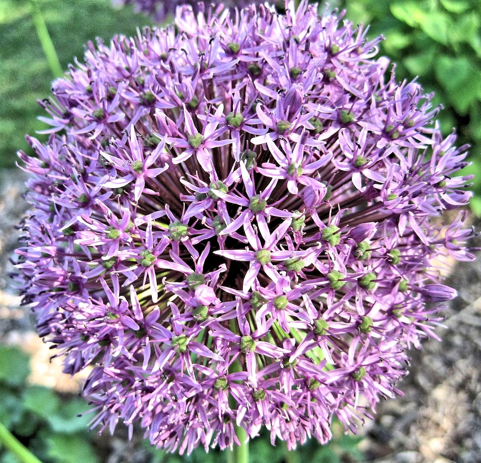 Flower garden flower grow