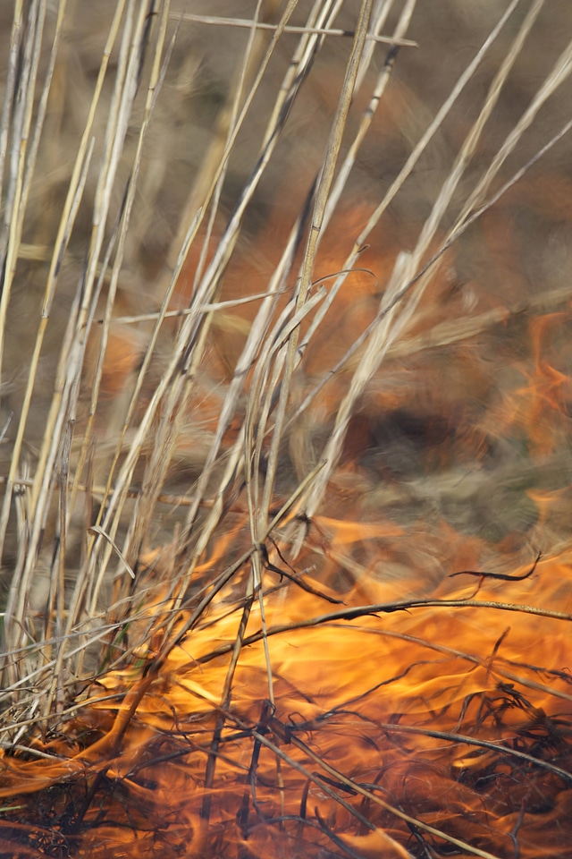 Fire burning in field