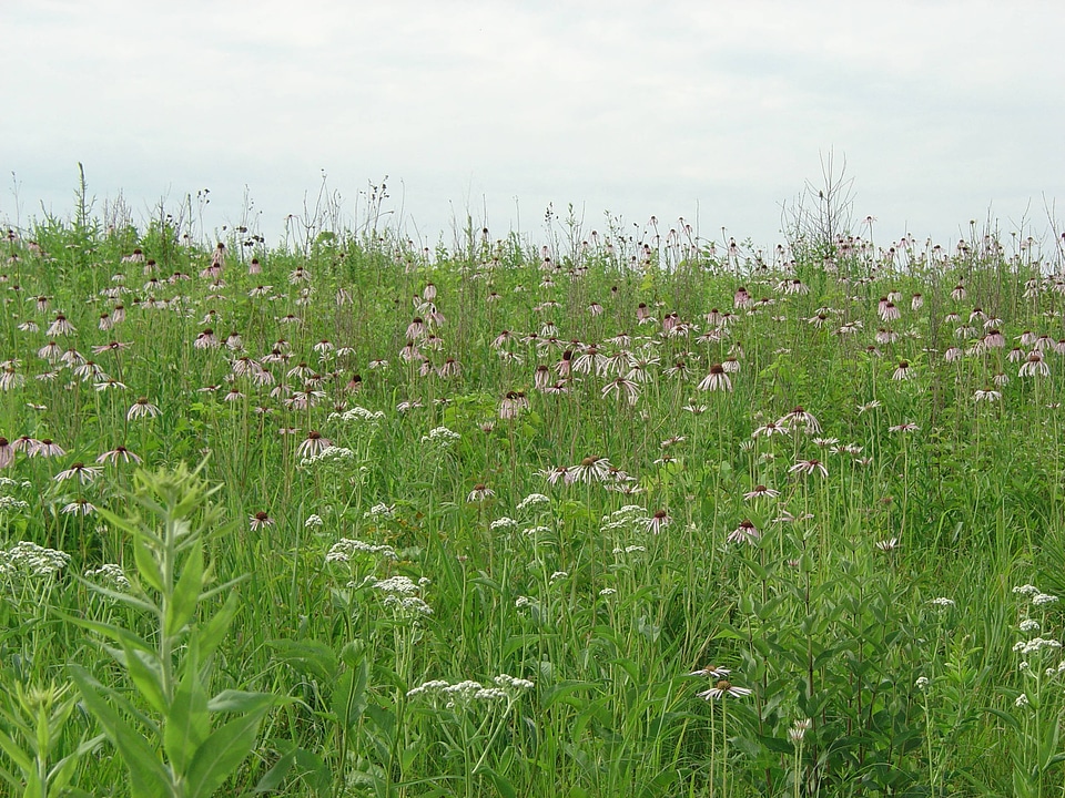 Wildflowers on the prairie at Neal Smith National Wildlife Refuge