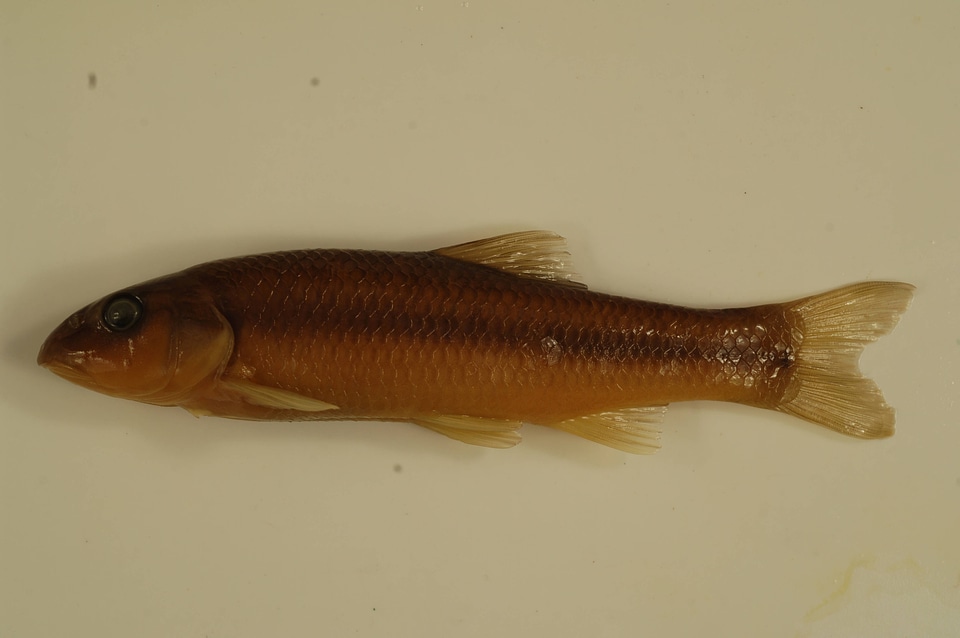 Nocomis platyrhynchus-1