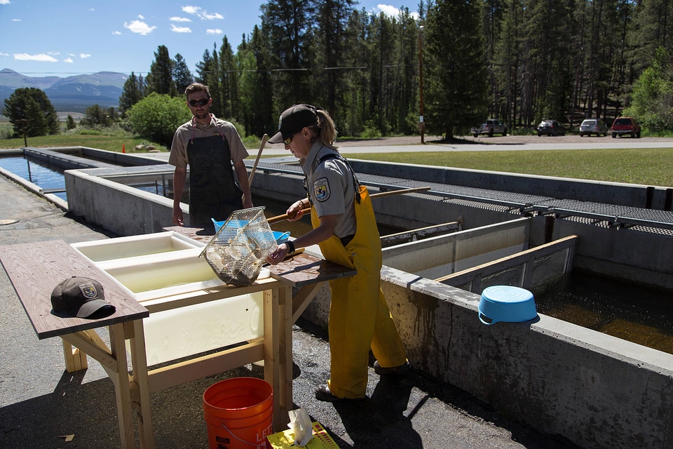 Biologists loading trout-1