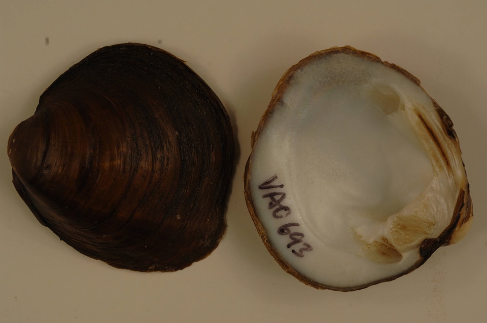 Pleurobema plenum