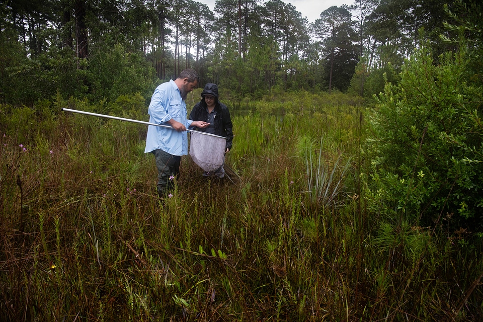 Biologists looking for panama city crayfish