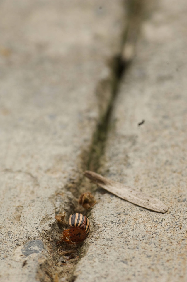 Colorado potato beetle-1