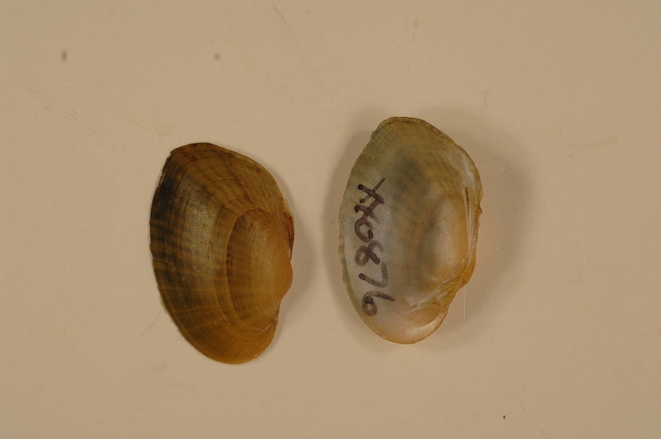Epioblasma capsaeformis-1