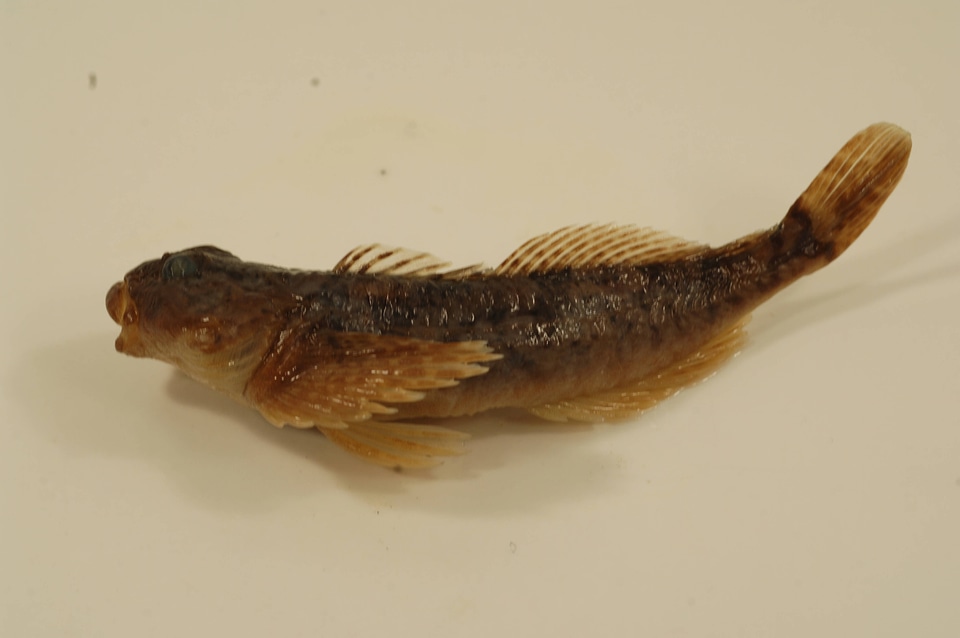 Cottus aleuticus