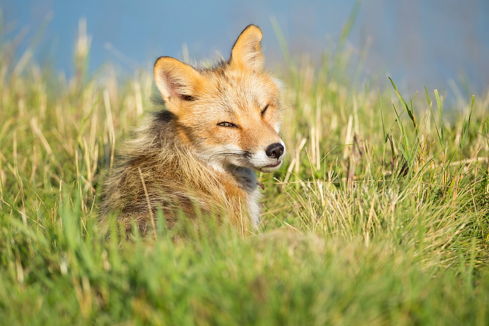 Red fox close-up lying in the grass