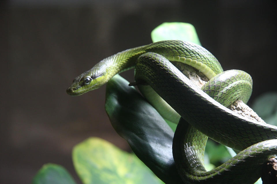 Animal natter toxic