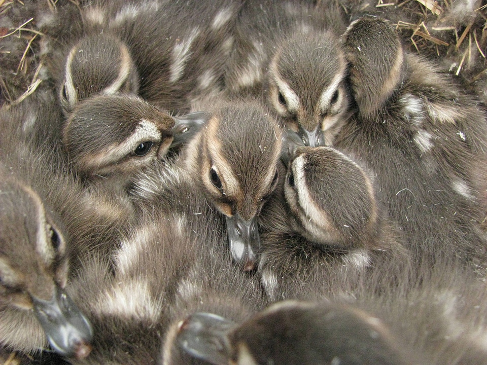 Pintail ducklings