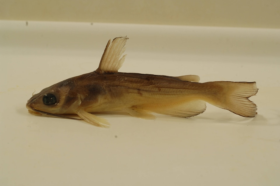 Ictalurus punctatus-1