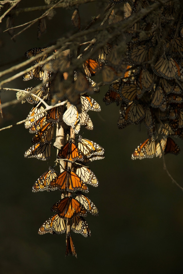 Monarch butterflies-1
