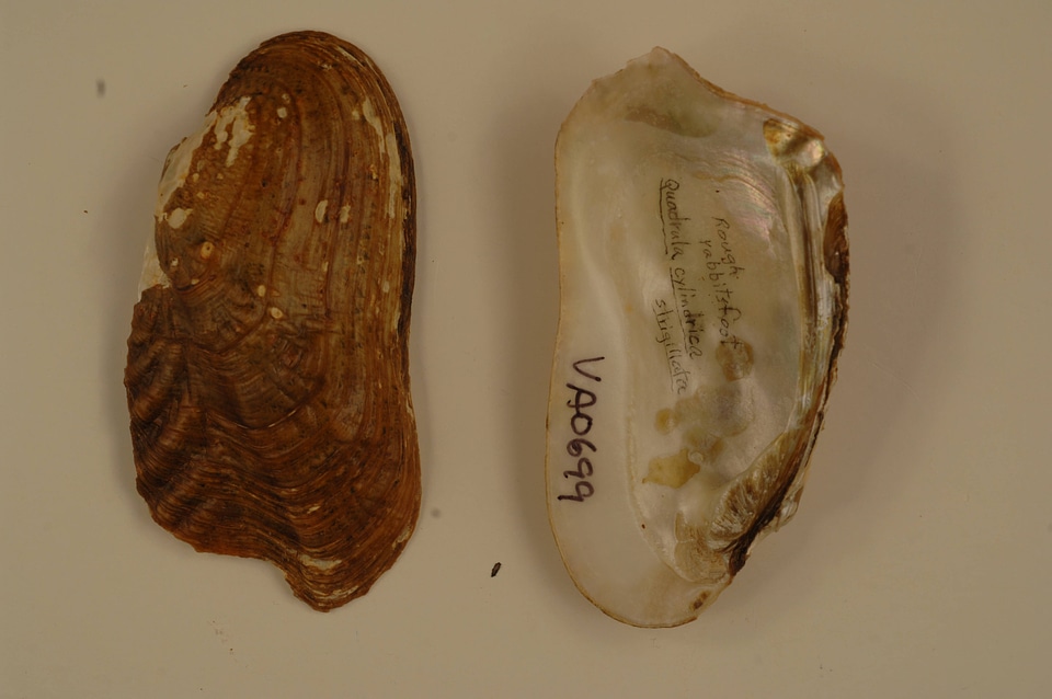 Theliderma cylindrica-5