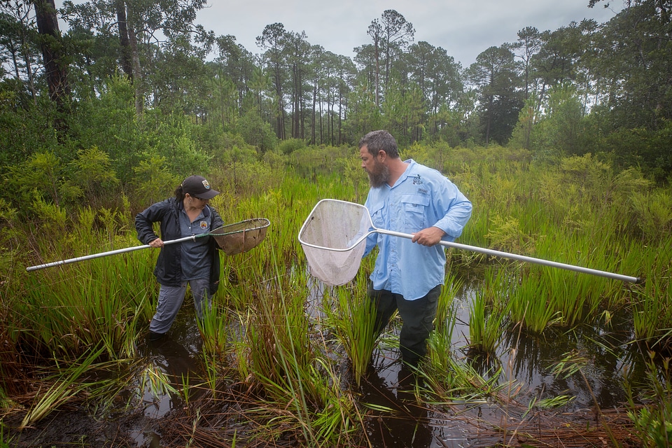 Biologists net a Panama City crayfish-2