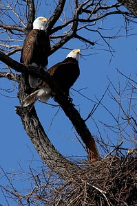 Adult Bald Eagles and Nest photo