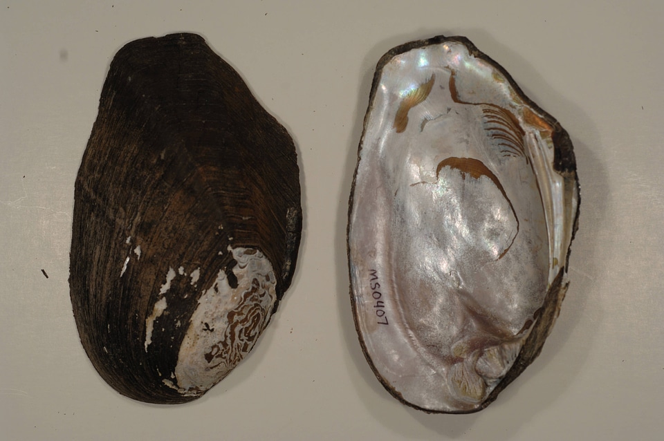 Plectomerus dombeyanus