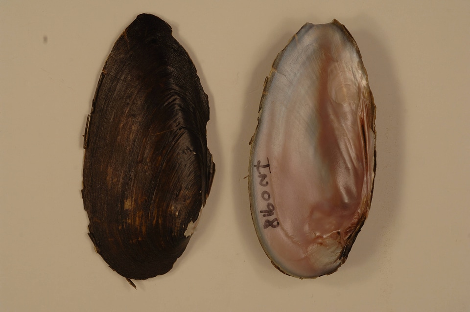 Elliptio dilatata-1