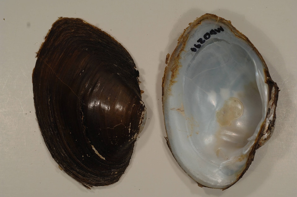 Lampsilis sp.-2