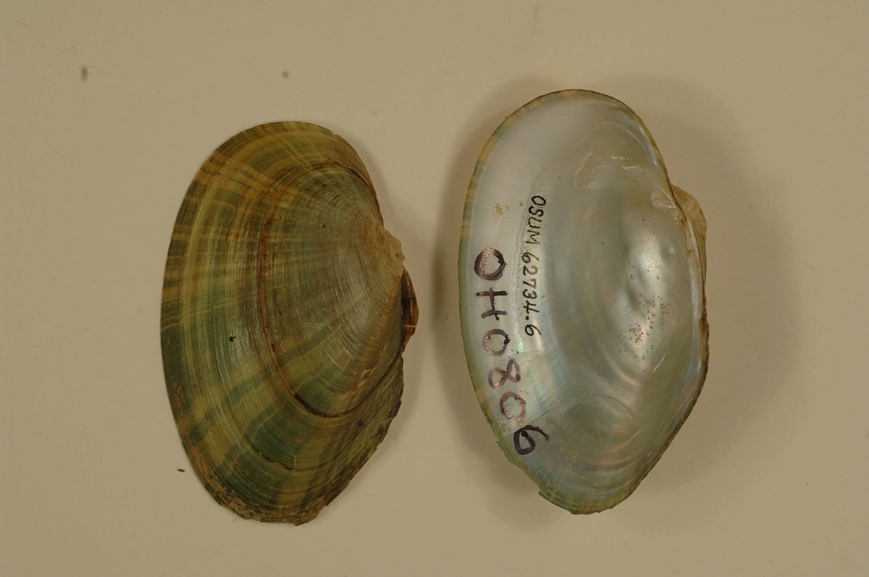Alasmidonta viridis