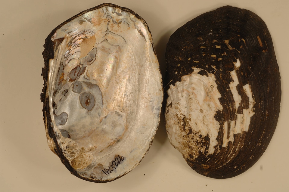 Megalonaias nervosa-1