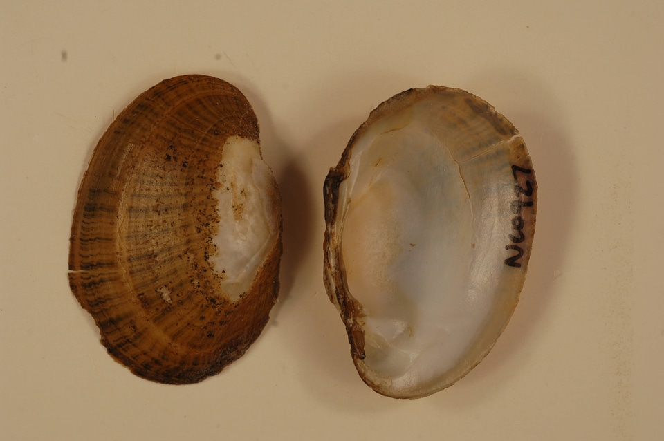 Lampsilis fasciola-3
