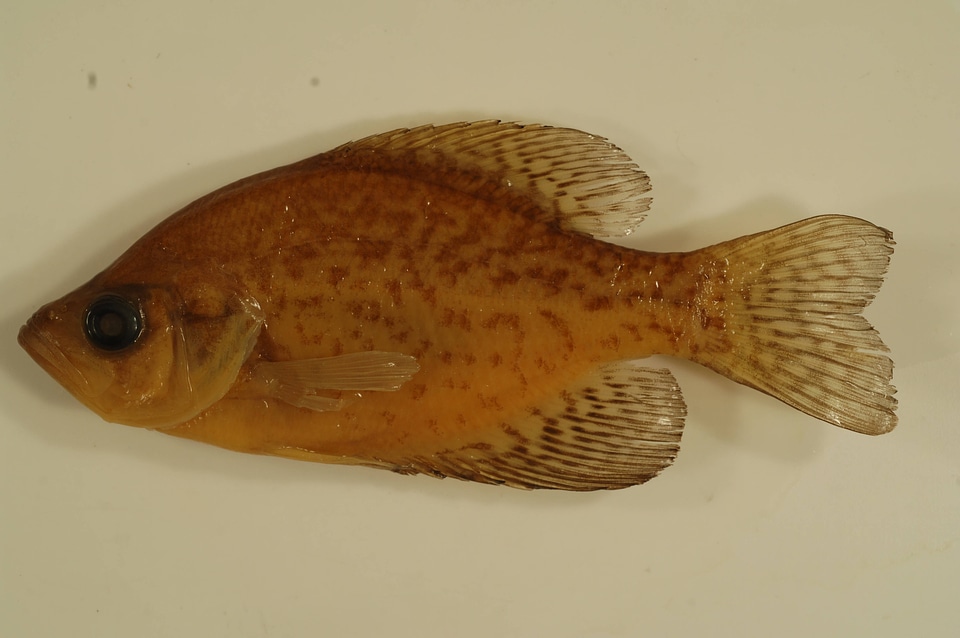 Pomoxis nigromaculatus-1