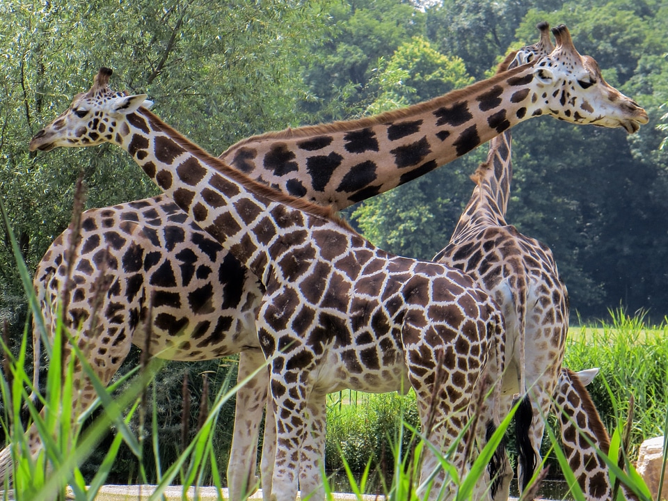 Giraffes animals neck