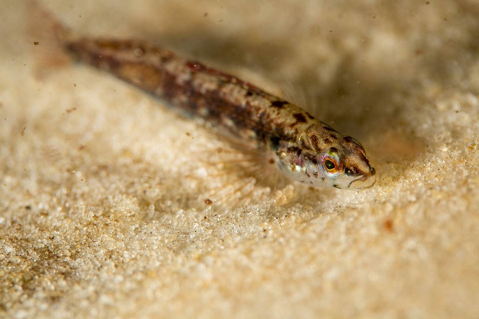 Okaloosa darter-2