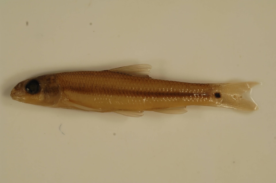 Phenacobius mirabilis-1