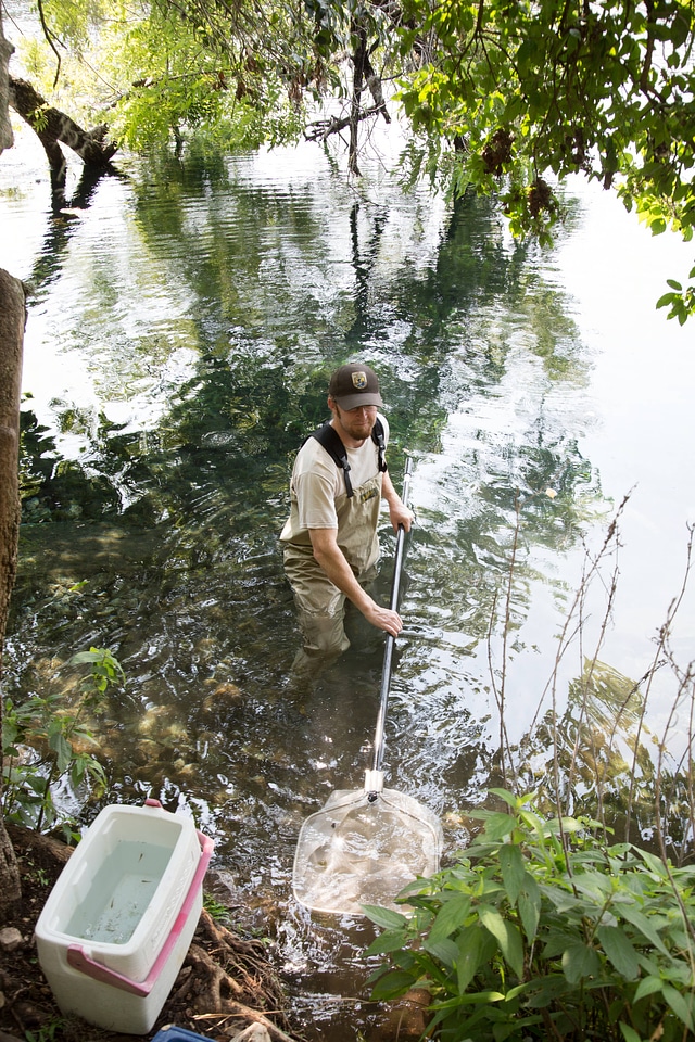 Biologists search for Fountain Darter-2