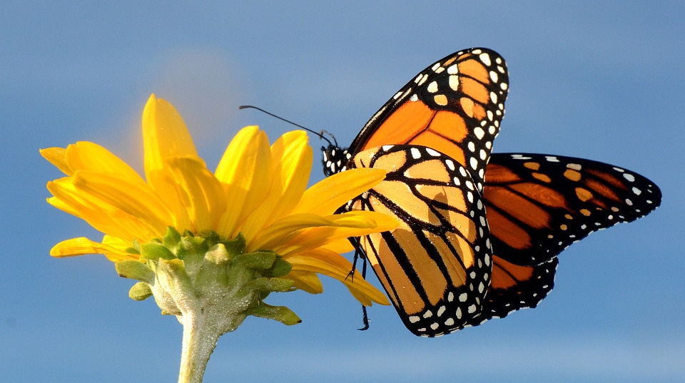 Monarch butterfly on Smooth Oxeye