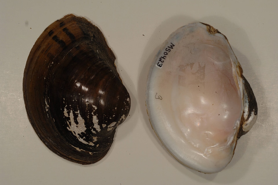 Lampsilis ornata