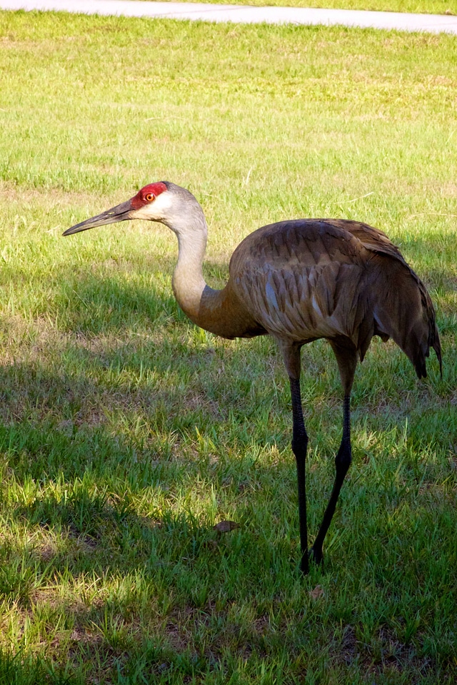 Sandhill Crane