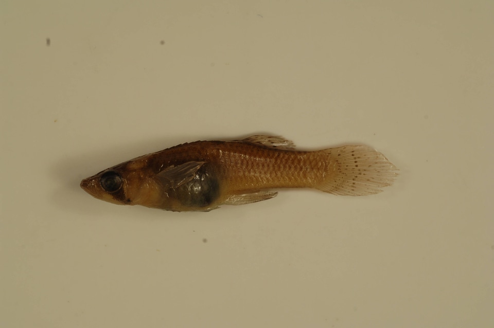 Gambusia affinis-2