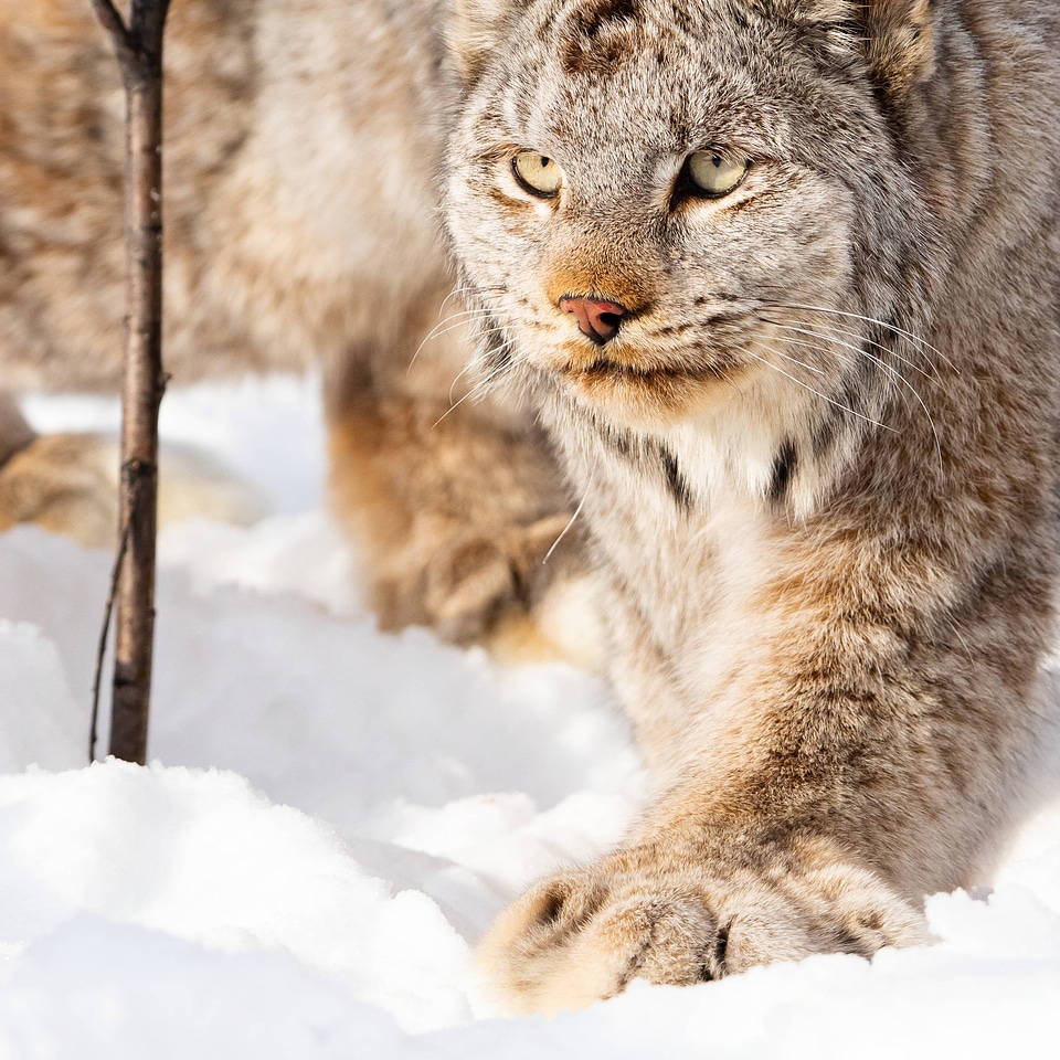 Collared female Canada lynx