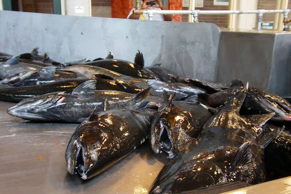 Chinook Salmon Waiting To Be Spawned