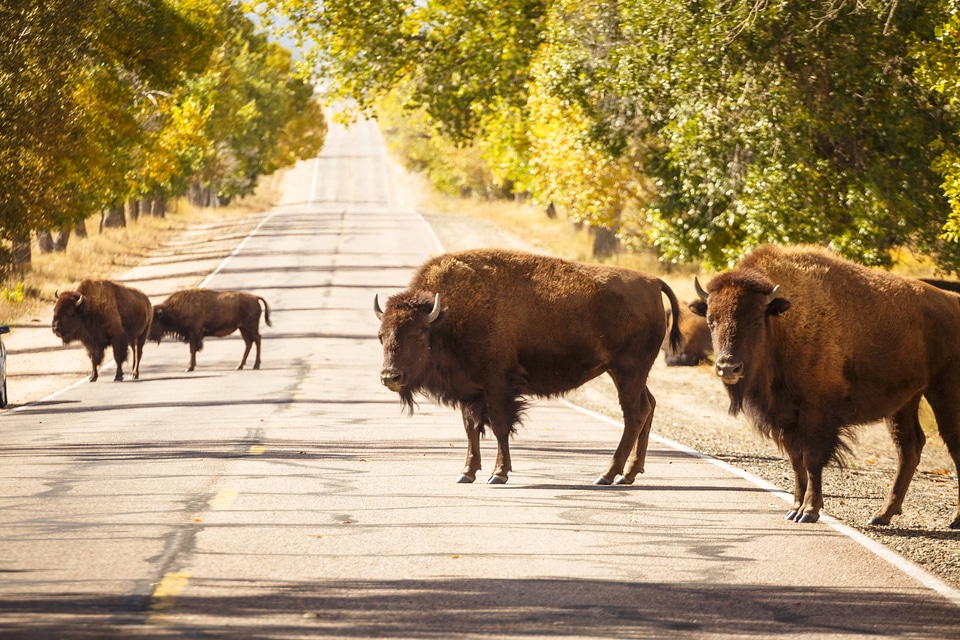 Bison on road at Rocky Mountain Arsenal National Wildlife Refuge
