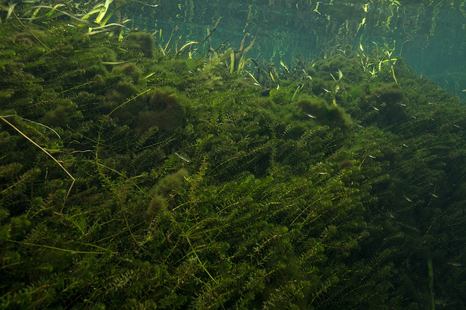 Invasive hydrilla-1