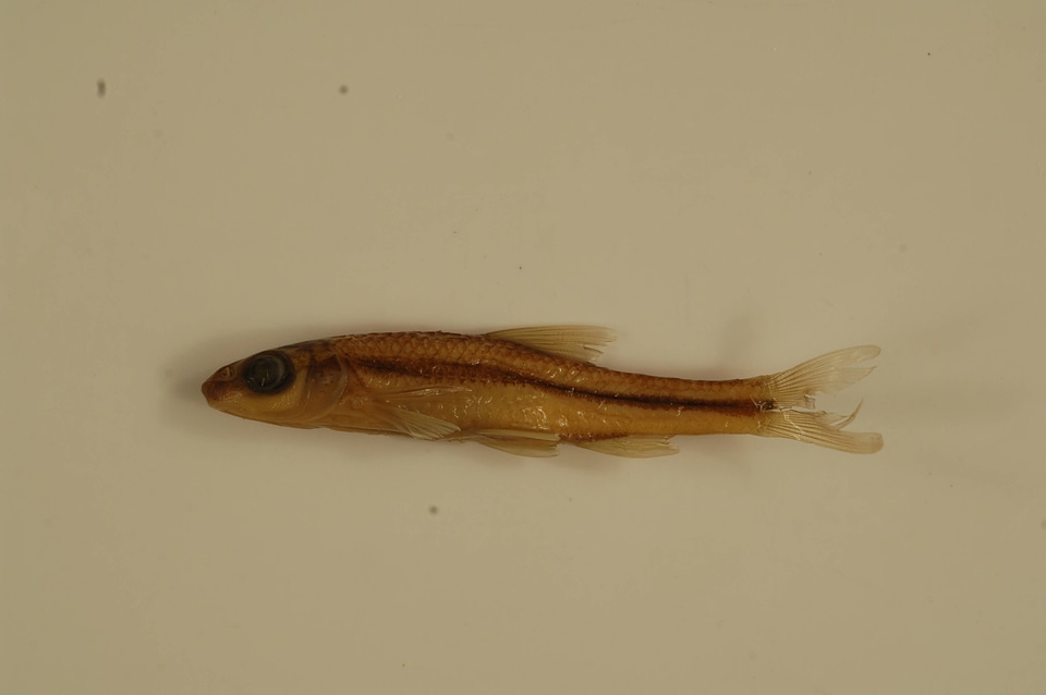 Hybopsis amblops-1