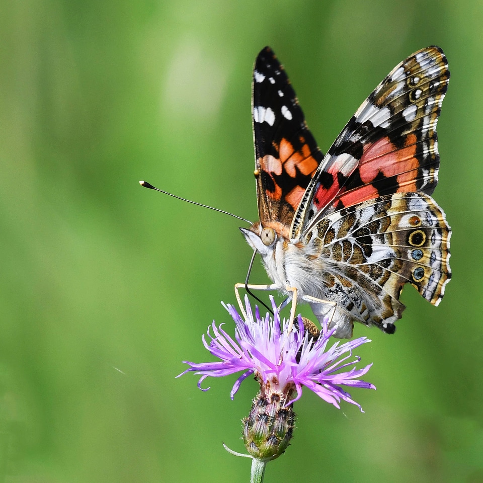 Painted lady butterfly photo