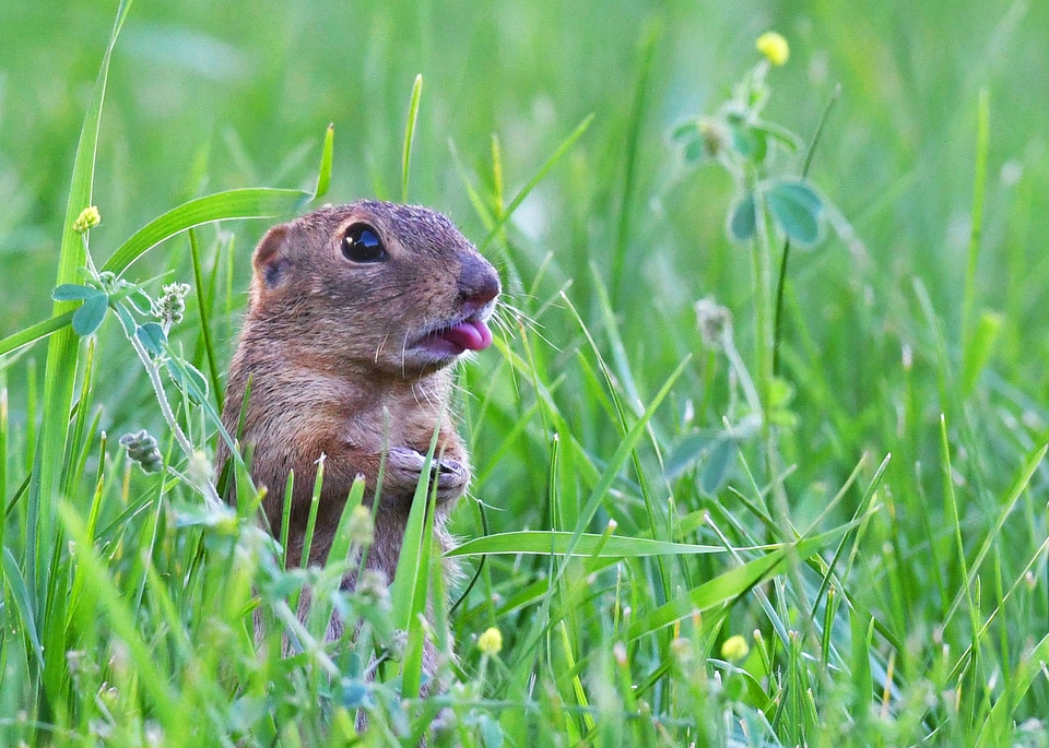 Thirteen-lined ground squirrel