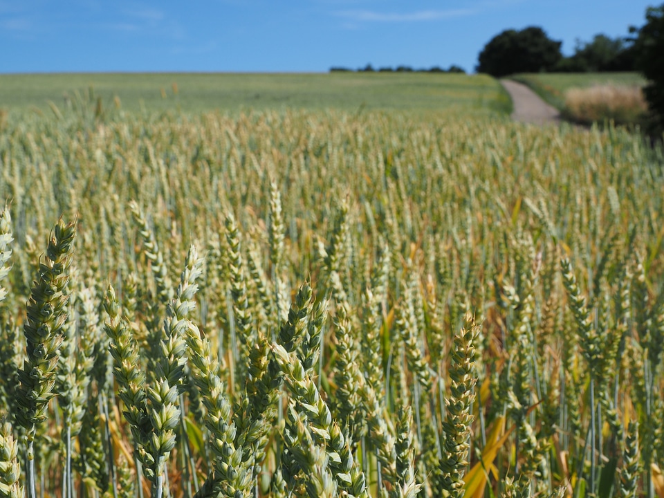 Ear grain cornfield