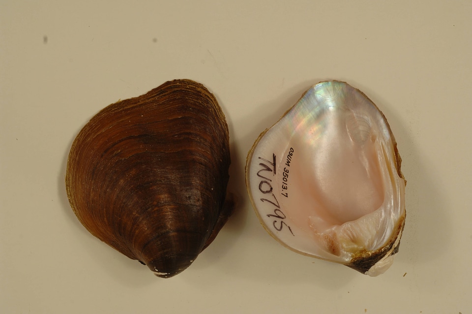 Pleurobema rubrum